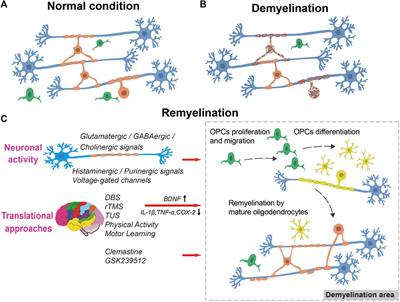 Frontiers Neuronal Activity And Remyelination New Insights Into The